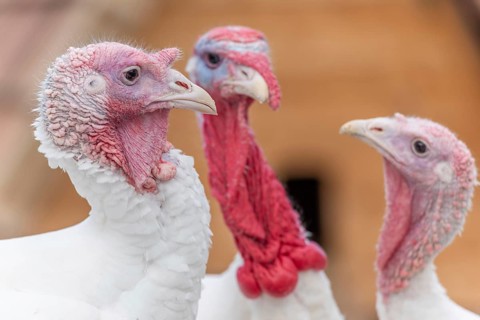 Three kalkoenen met witte veren en roze hoofden staan dicht bij elkaar. Bas Rhin, Alsace, France