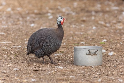 Een grote, gevlekte Helmguinea staat rechtop in een buitenruimte. There is a silver-coloured metal