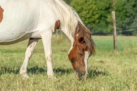 Een paard met een bruin-witte vacht staat op een groene weide en eet gras. De zon schijnt en de