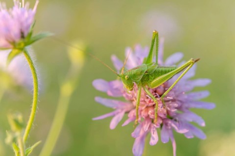 A large sprinkhaan is located a few metres above the ground and is framed by the delicate colours