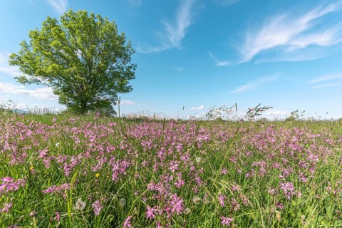 A wide open field with small flowers stretches out under a bright blue light. An enkele groene boom