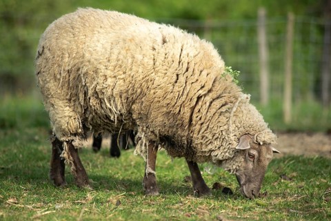 Een dik, wollig schaap staat in een groene weide en graast rustig op een zonnige ochtend. Op de