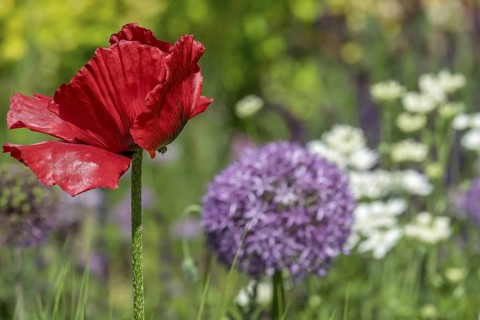 Red poppy flower in the foreground, surrounded by purple and white flowers in a lively spring