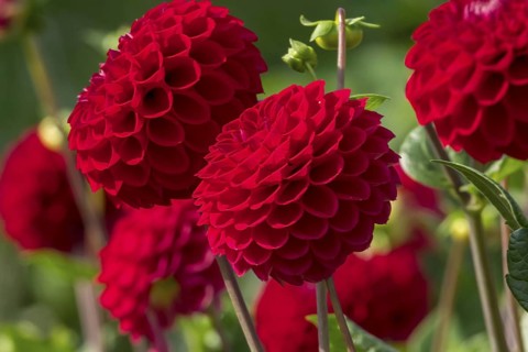 Dahlia (Dahlia), North Rhine-Westphalia, Germany