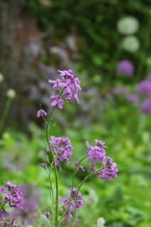 Golden varnish, Erysimum, Bowles Mauve variety, North Rhine-Westphalia, Germany