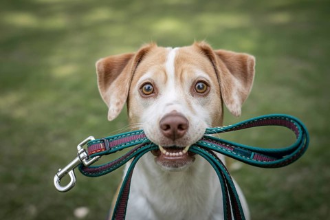 Close-up of cute dog holding leash in mouth, eager to go for a walk. Generative ai, AI generated