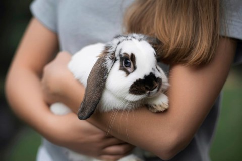 Woman holding lop-eared pet bunny in arms. Symbol of gentle pet companionship and animal care.