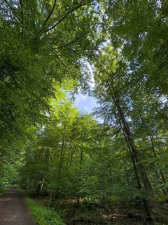 Shady shady trees with green leaves in mixed forest, Germany