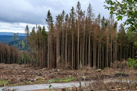 Dead spruces due to climate change diseased trees during massive forest dieback, forest floor in