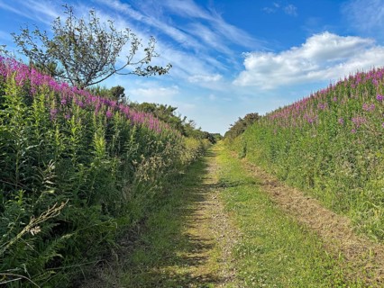 A path between flowering plants under a sunny sky with light clouds, old railway line turned wall