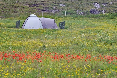 A tent stands in the middle of a colourful meadow of flowers on a green field in the open air,