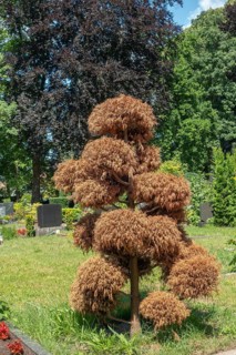 Drought, dried out thuja tree, green area, Lutheran cemetery, Heisfelder StraÃŸe, Leer, East