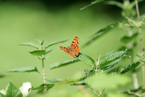 C-moth (Polygonia c-album), stinging nettles (Urtica), wings, coloured, green, orange, nature, The