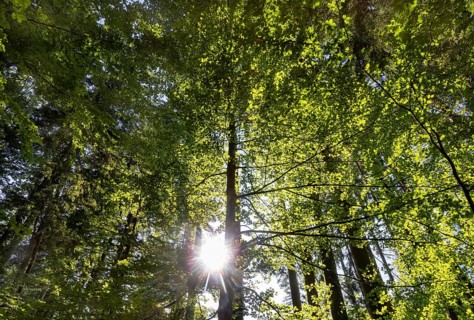 Hornbeam, Carpinus betulus, beech forest with green leaves in the sun, Upper Austria, Austria
