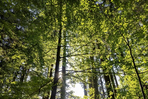 Hornbeam, Carpinus betulus, beech forest with green leaves in the sun, Upper Austria, Austria