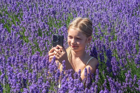Blonde girl, 9 years old, photographing blooming lavender with a mobile phone in Köpingebro, Ystad