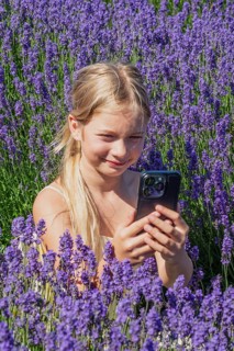 Blonde girl, 9 years old, photographing blooming lavender with a mobile phone in Köpingebro, Ystad