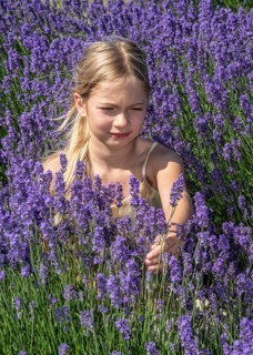 Blonde girl, 9 years old, picking blooming lavender in Köpingebro, Ystad Municipality, SkÃ¥ne