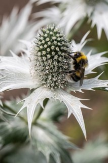 Large earth bumblebee (Bombus terrestris) on ivory manure (Eryngium giganteum), Emsland, Lower