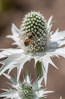 Honey bee (Apis mellifera) on ivory manure (Eryngium giganteum), Emsland, Lower Saxony, Germany