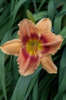 Daylily (Hemerocallis), Emsland, Lower Saxony, Germany