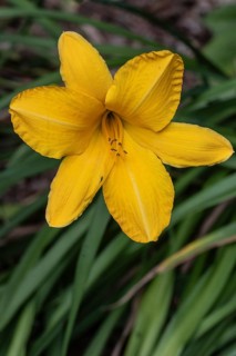 Daylily (Hemerocallis Norton Orange), Emsland, Lower Saxony, Germany