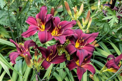 Daylily (Hemerocallis American Revolution), Emsland, Lower Saxony, Germany