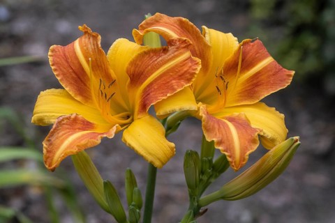 Daylily (Hemerocallis Frans Hals), Emsland, Lower Saxony, Germany