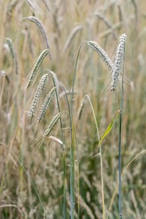 Triticale ears (triticale), Emsland, Lower Saxony, Germany