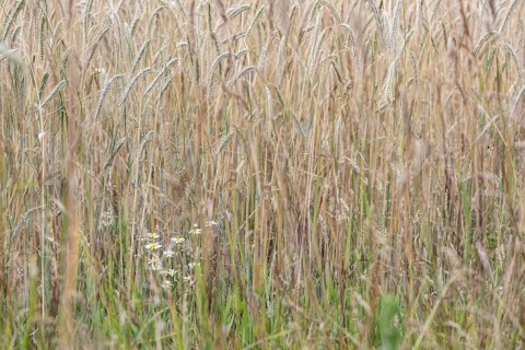 Scentless mayweed (Tripleurospermum inodorum) in front of triticale (Triticale), Emsland, Lower