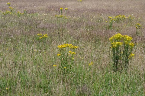 Meadow with ragwort (Senecio jacobaea), Emsland, Lower Saxony, Germany