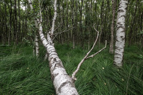 Birch quarry forest (Betula pendula), Emsland, Lower Saxony, Germany