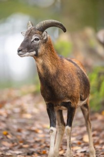 European mouflon (Ovis aries musimon) ram (male) standing in a forest in autumn, Bavaria, Germany