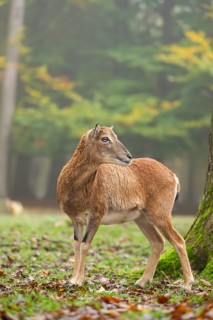 European mouflon (Ovis aries musimon) sheep (female) standing in a forest in autumn, Bavaria,