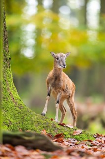European mouflon (Ovis aries musimon) sheep (female) walking in a forest in autumn, Bavaria,