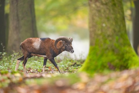 European mouflon (Ovis aries musimon) ram (male) walking in a forest in autumn, Bavaria, Germany