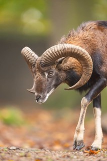 European mouflon (Ovis aries musimon) ram (male) walking in a forest in autumn, Bavaria, Germany