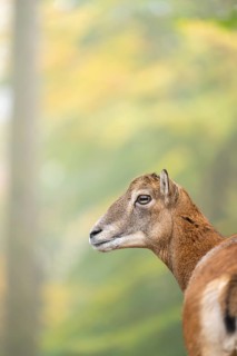 European mouflon (Ovis aries musimon) sheep (female) standing in a forest in autumn, portrait,