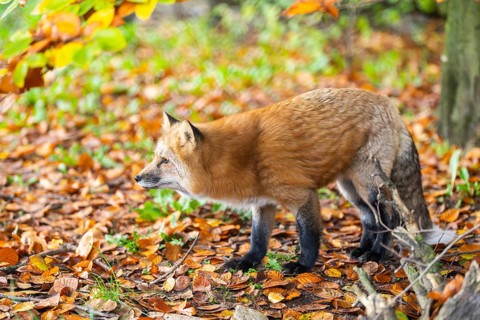 Red fox (Vulpes vulpes) standing in a forest in autumn, Bavaria, Germany