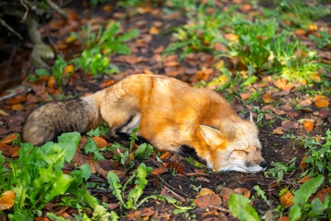 Red fox (Vulpes vulpes) lying in a forest in autumn, Bavaria, Germany