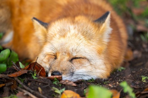 Red fox (Vulpes vulpes) lying in a forest in autumn, portrait, Bavaria, Germany