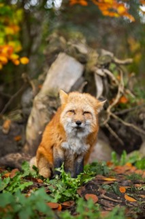 Red fox (Vulpes vulpes) sitting in a forest in autumn, Bavaria, Germany