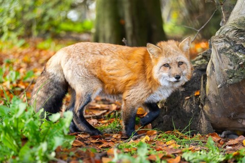 Red fox (Vulpes vulpes) walking in a forest in autumn, Bavaria, Germany