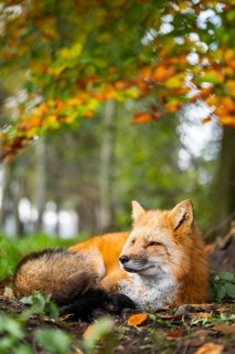 Red fox (Vulpes vulpes) lying in a forest in autumn, Bavaria, Germany