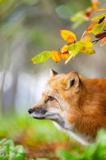 Red fox (Vulpes vulpes) standing in a forest in autumn, portrait, Bavaria, Germany