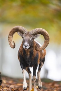 European mouflon (Ovis aries musimon) ram (male) walking in a forest in autumn, Bavaria, Germany