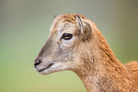 European mouflon (Ovis aries musimon) sheep (female) in autumn, portrait, Bavaria, Germany