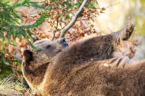 Eurasian Brown Bear (Ursus arctos arctos) lying in a forest, Bavaria, Germany