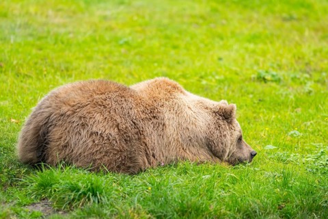 Eurasian Brown Bear (Ursus arctos arctos) lying on a meadow, Bavaria, Germany
