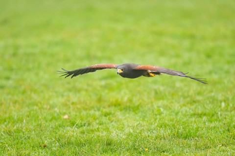 Harris's hawk (Parabuteo unicinctus) flying over a meadow, autumn, Bavaria, Germany